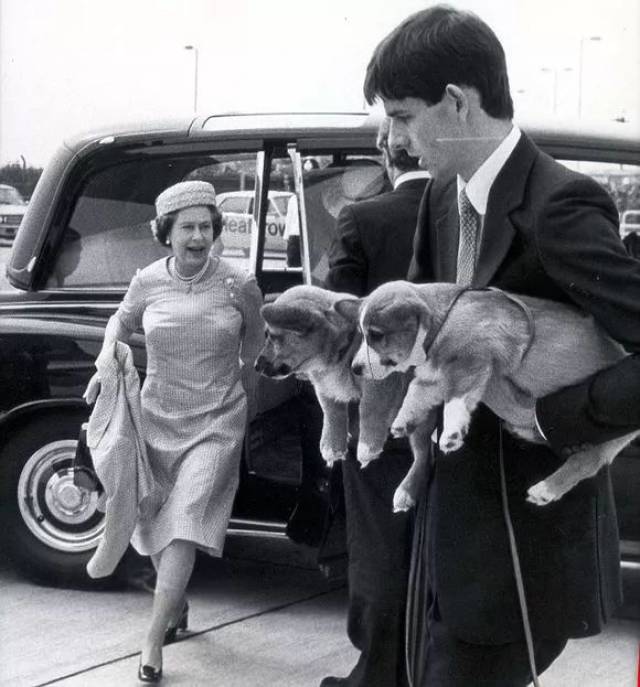 萌萌哒狗年快到了丨英国女王和狗狗那些不得不说的事儿