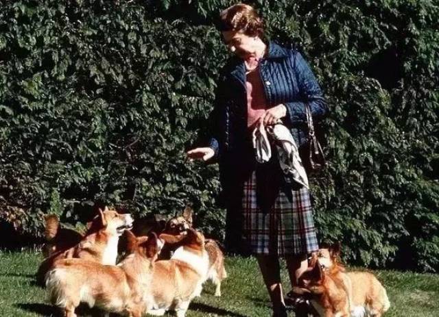 萌萌哒狗年快到了丨英国女王和狗狗那些不得不说的事儿