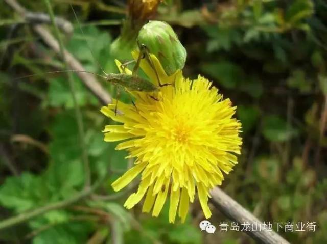 青岛地区常见的野花野草之一
