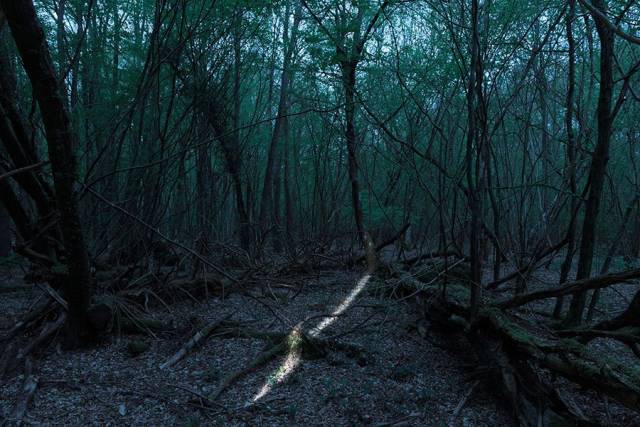 50个夜晚的森林藏匿,他拍下了这些照片