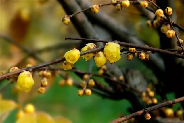 送票|蜡梅:暗香花浮动,凝蜡色正黄[滨江草木记]