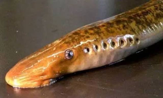 【知海】七鳃鳗:我长得丑,但我口感美啊