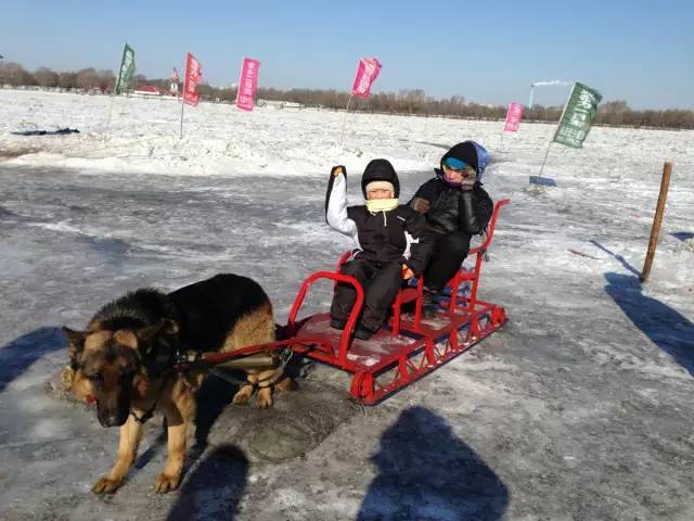 有些根本不是雪橇犬 并不适合在冰天雪地里长期外出!