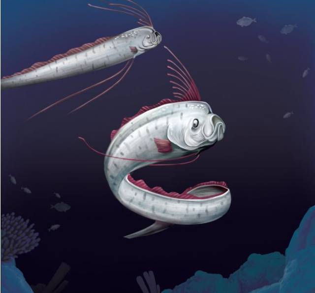 海底探秘|神秘的龙宫使者——皇带鱼
