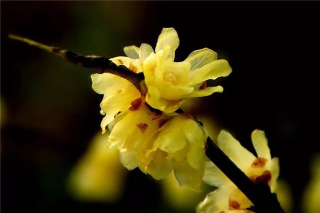 送票|蜡梅:暗香花浮动,凝蜡色正黄[滨江草木记]