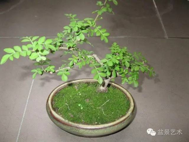 【花椒树盆景】花椒树怎么栽培