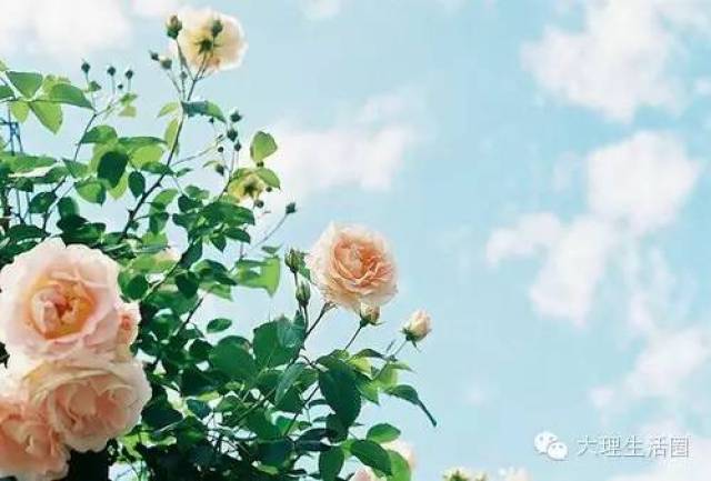 因为知足,所以更接近幸福