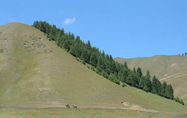 微地参:向阳坡植被茂密吗?