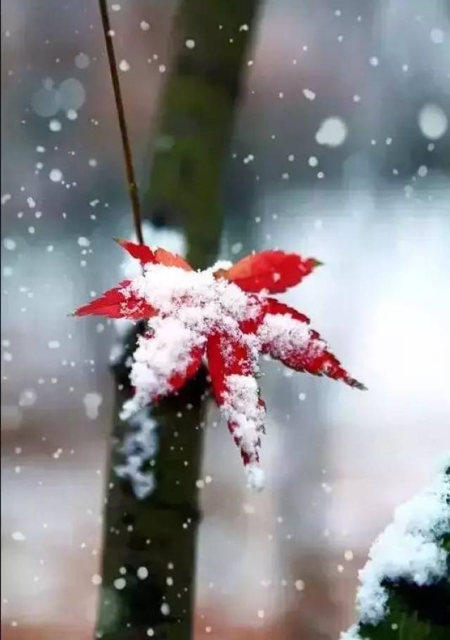 下雪了,照顾好自己!(致我在乎的人)