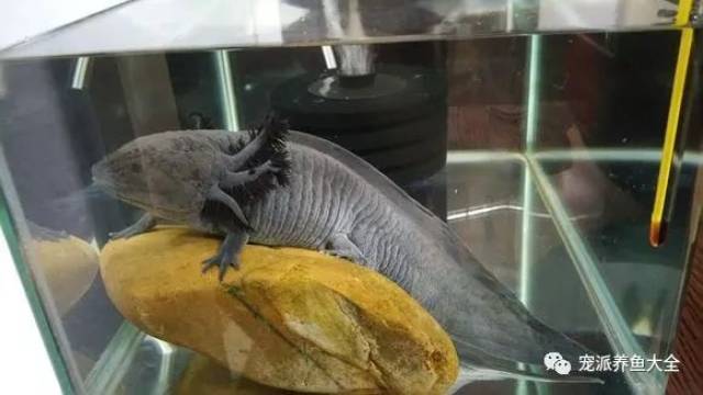 原来六角恐龙真的认识主人,鱼友表示:好欣慰!