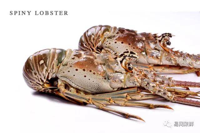 spiny lobster