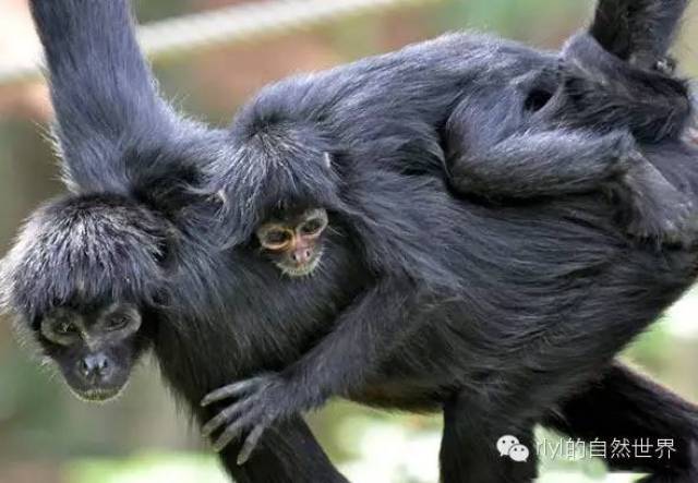 【rlyl物种说】今日-棕头蜘蛛猴(brown-headed spider monkey)