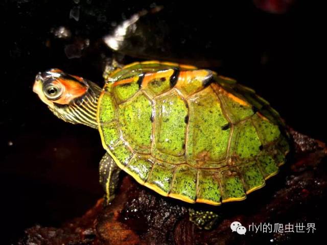 刀锋战士—印度棱背龟 indian roofed turtle)