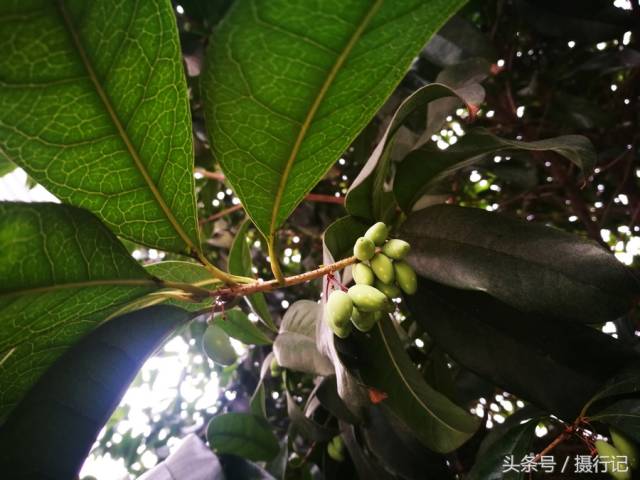 一种树在冬日里结出小小的果实来,您可认识?这果实叫什么名字