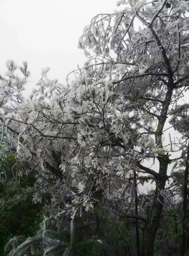 戴村云石群山现雾凇奇观美成仙境了没有下雪胜似下雪