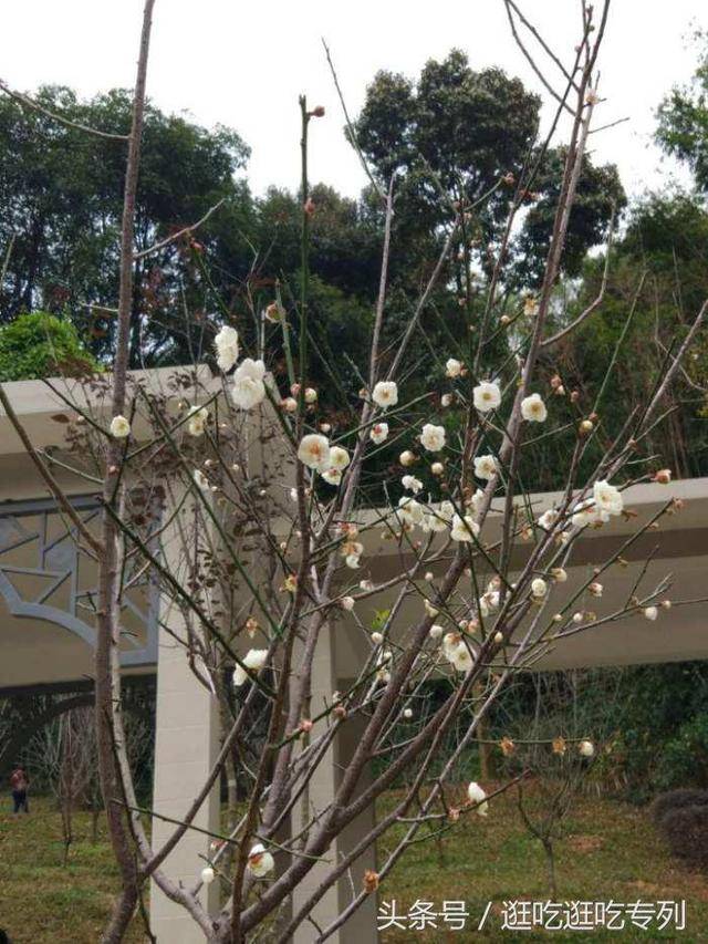 去广州白云山梅花谷看梅花怎么样?