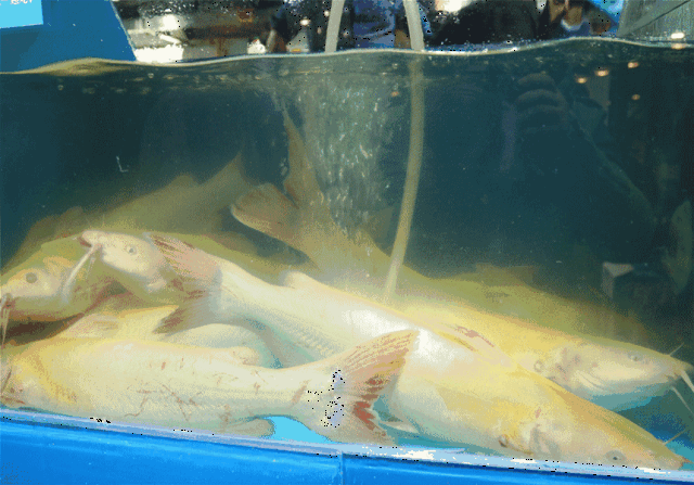 免费吃鱼再度来袭~~这次送您128元!