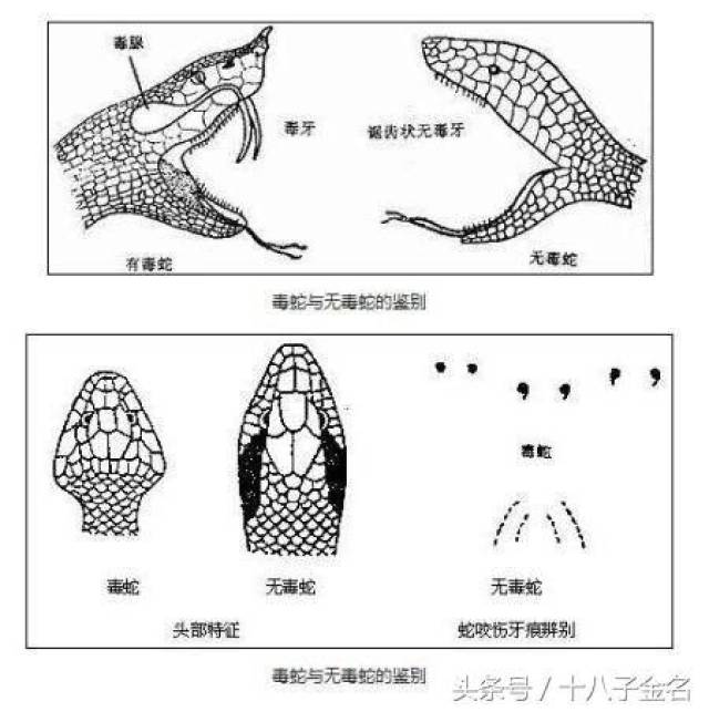 科普:怎样区别有毒蛇和无毒蛇?