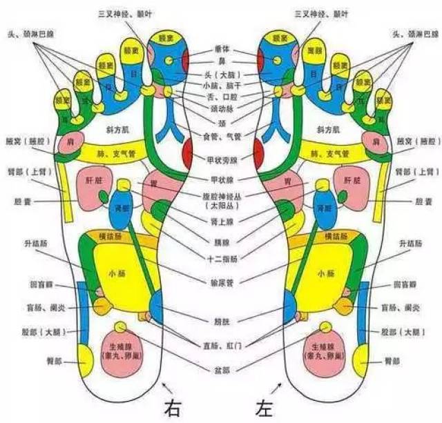 女性脚底对应的器官图