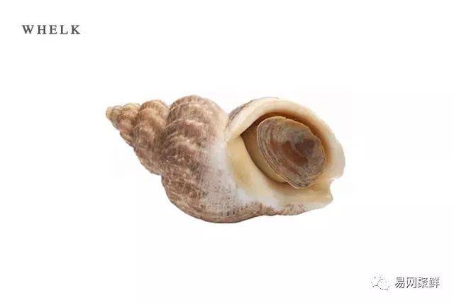 北蛾螺 whelk