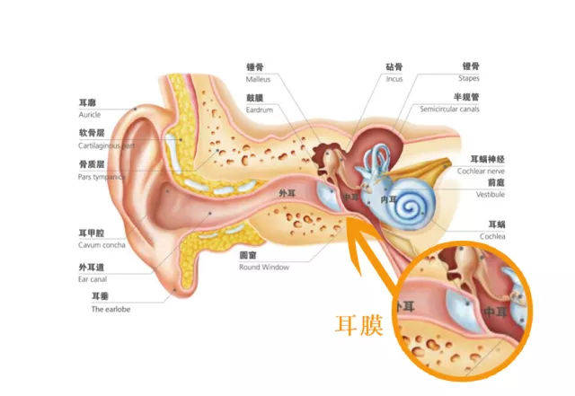 耳膜,耳模,耳印模,给分不清楚的你一个关爱的眼神