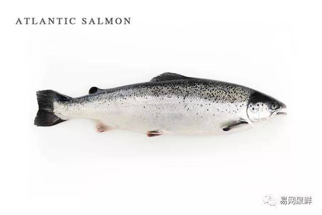 atlantic salmon