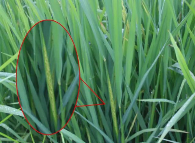 水稻的一生经历两个生长时期了解多少?争夺高产抓哪个