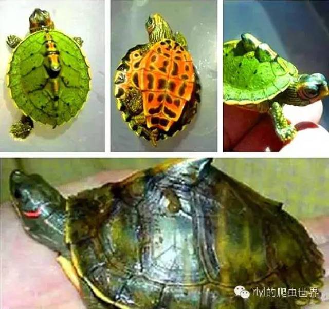 刀锋战士——印度棱背龟( indian roofed turtle)