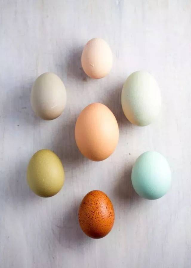 红的,白的,绿的,不同颜色的鸡蛋到底差在哪里?