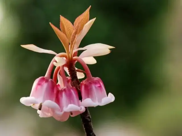 吊钟花:风起瑶钟舞青翠,春萌玉盏暗香开