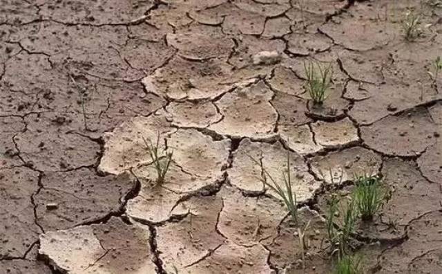 土壤次生盐碱化原因图片_纵览新闻