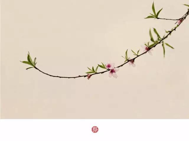 工笔风的花鸟摄影最重要的就是构图和留白,画面色彩以素净淡雅为主