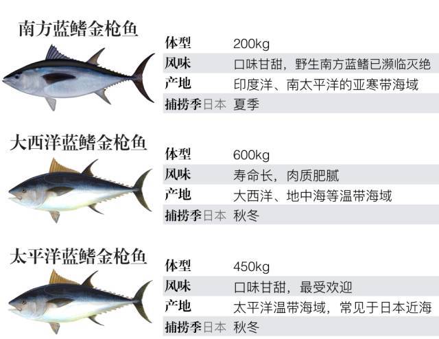 其实它包含了太平洋蓝鳍金枪鱼,北方,南方蓝鳍金枪鱼三种,它们的外形