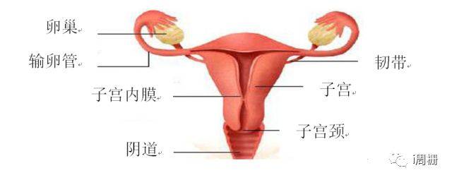 女性内生殖系统