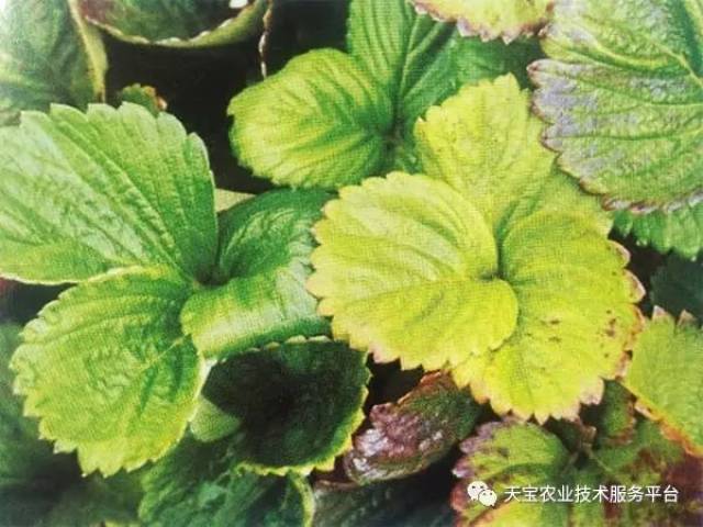草莓药害,肥害及障害图解!绝对干货!