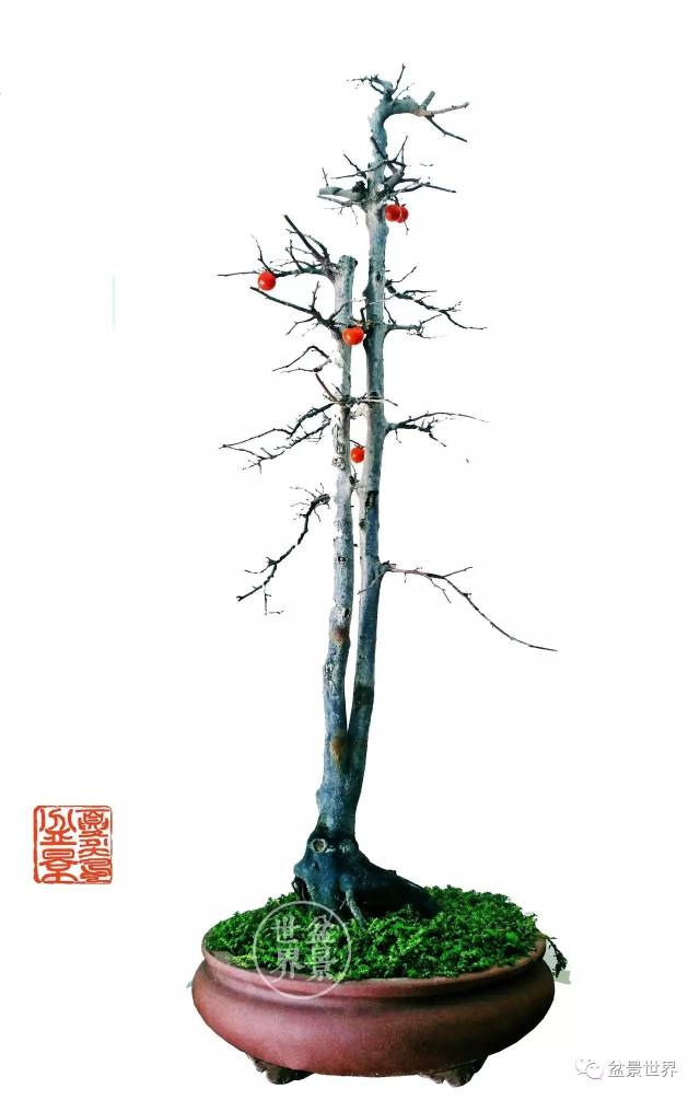 《硕果》丨老鸦柿丨102×43×30cm