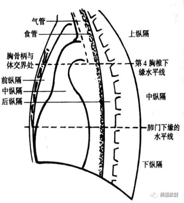 纵隔解剖   纵隔疾病x线诊断要点