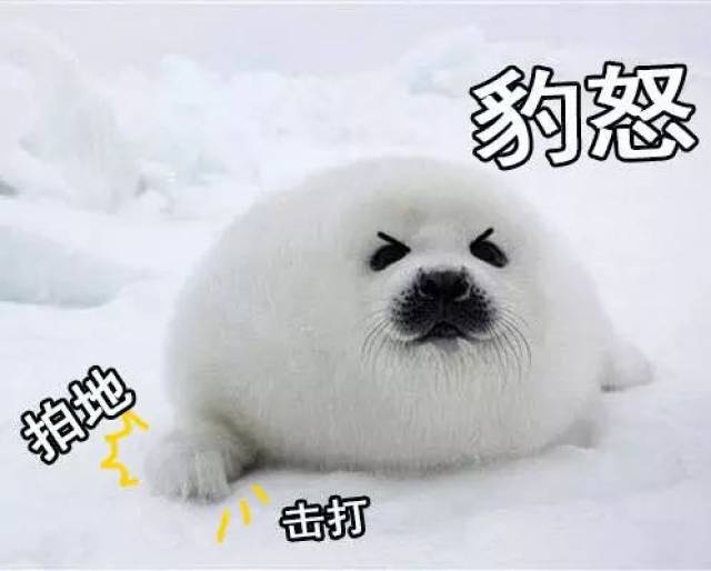 下雪了?雪地表情包来一波