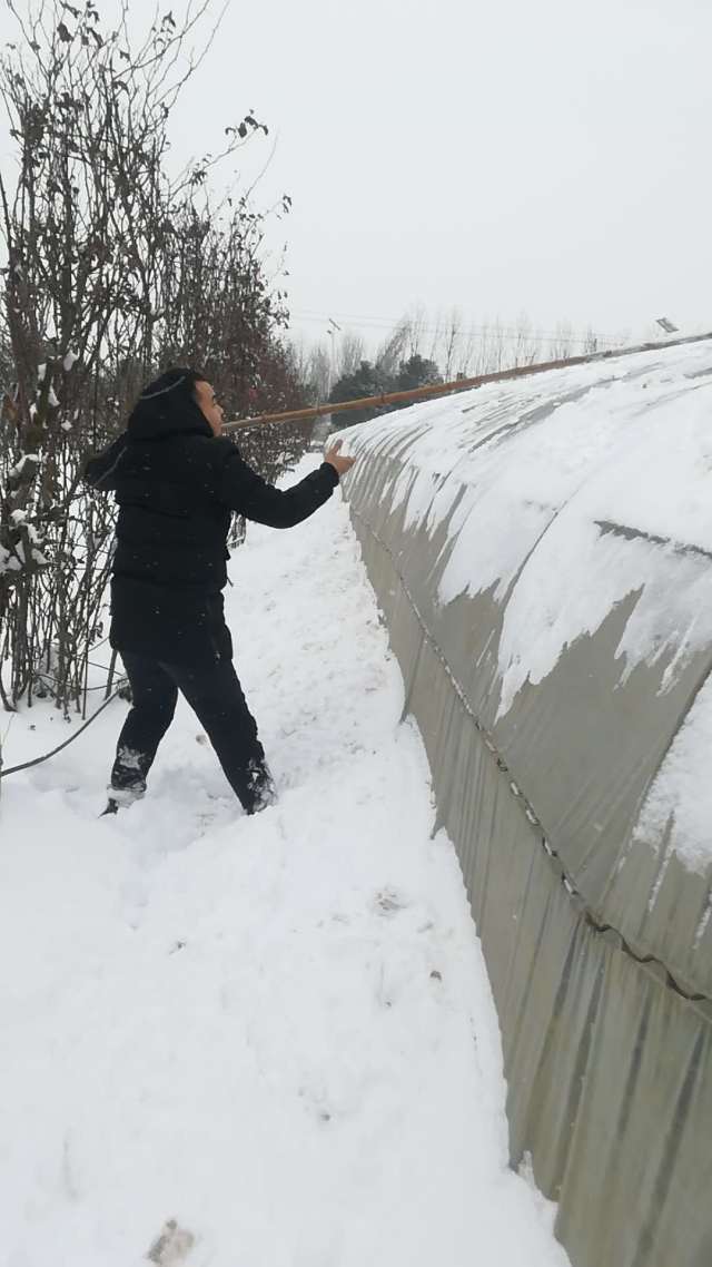 苗木人如何对抗2018暴雪(图4) 苗木人如何对抗2018暴雪(图4)