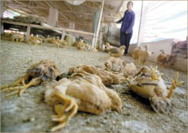 颠覆传统养鸡场消毒杀菌方式,中国养鸡