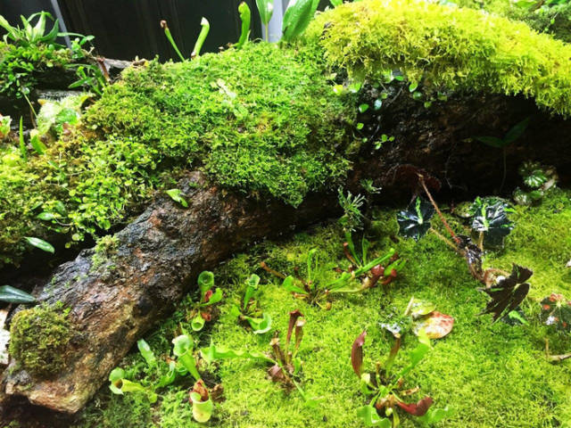 家居水景丨一款很有特色雨林沼泽缸作品