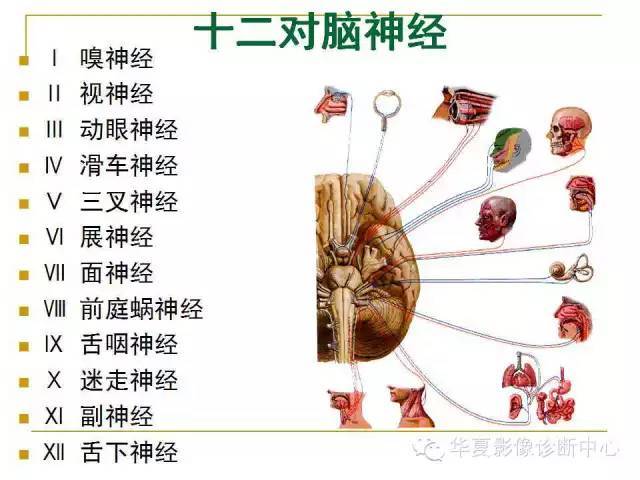 十二对颅神经系统解剖