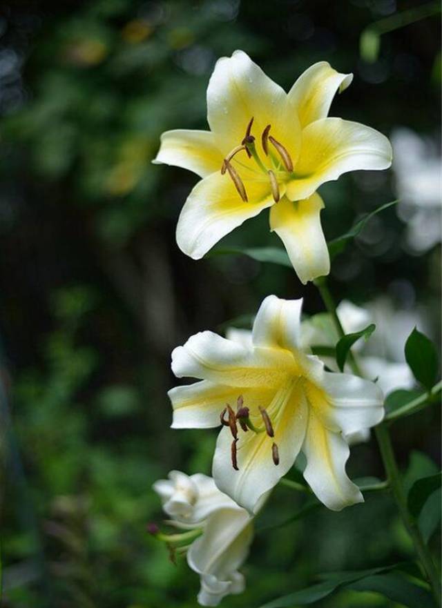 春天就要种百合花,教你简单几步,在家也能种出美美的一大盆