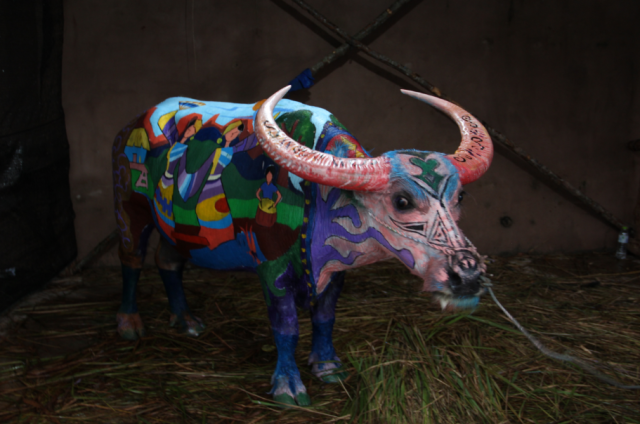 云南举办的牛体彩绘大赛,最美的牛夺得10万大奖