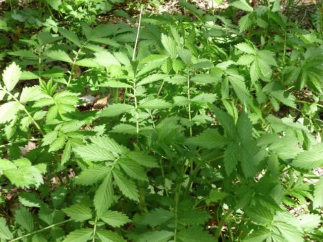 80种 · 常用中草药植物大合集,图文并茂,值得收藏!