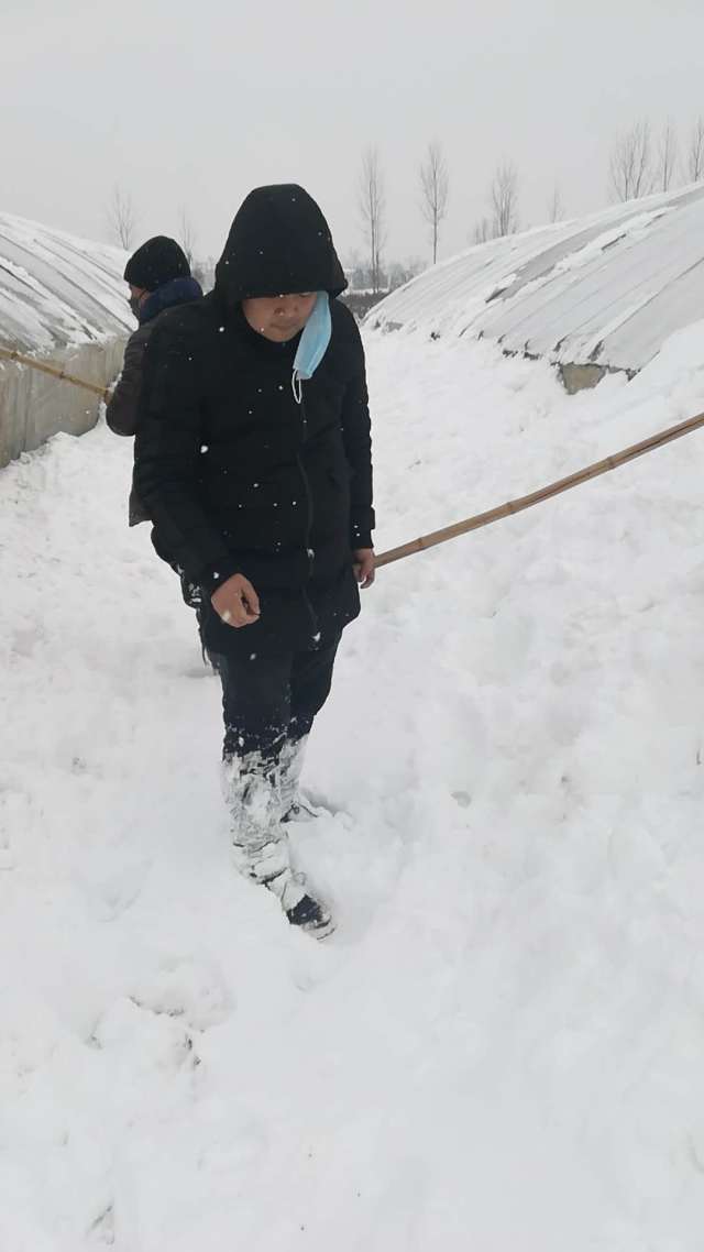 苗木人如何对抗2018暴雪(图6) 苗木人如何对抗2018暴雪(图6)