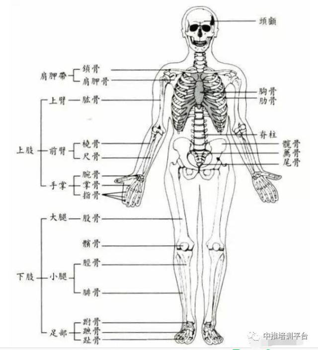 人体八大系统发病顺