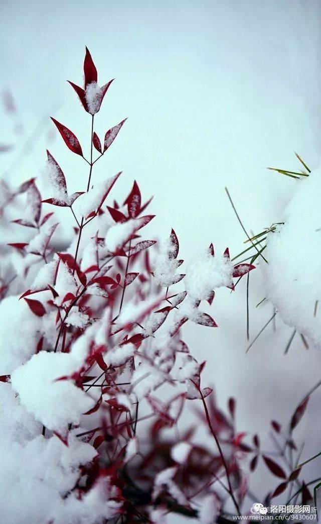 洛阳新安落雪的早晨,行人街景雪树冰挂,一幅幅唯美的冬日画面