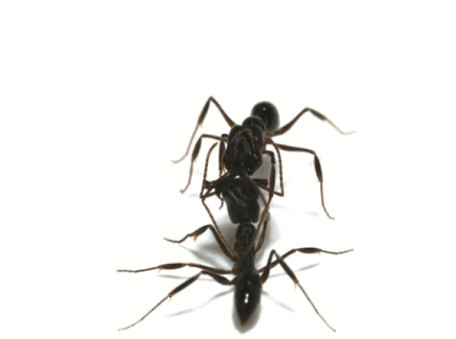 全世界最有趣的蚂蚁都来啦!