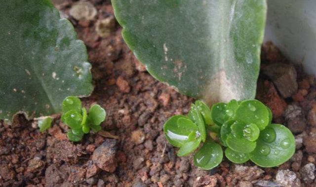 长寿花用这种方法扦插,15天就可以生根啦